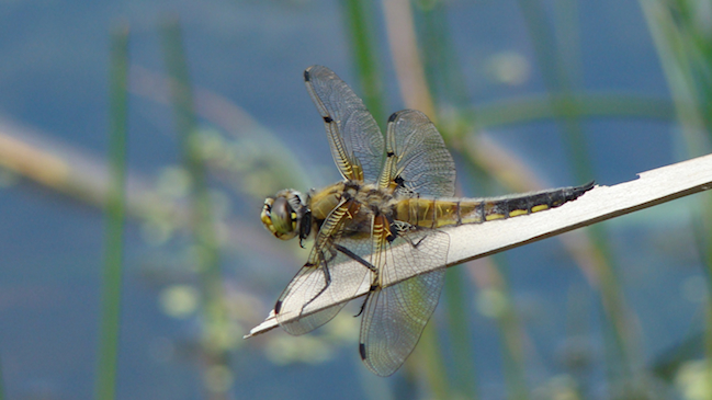 Four-spotted Skimmer