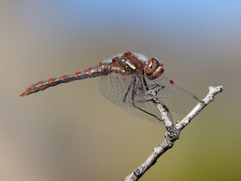 Variegated Meadowhawk, Las Vegas