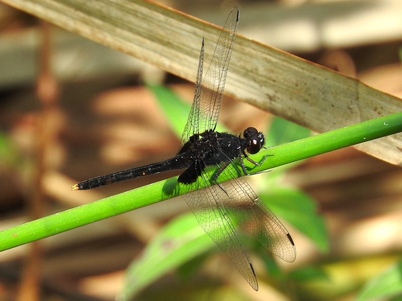 Black Pondhawk, Mexico